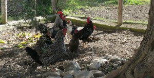Our hens